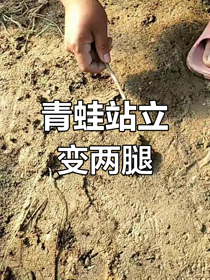 青蛙站起来竟然只有两条腿,趴着才是四条!