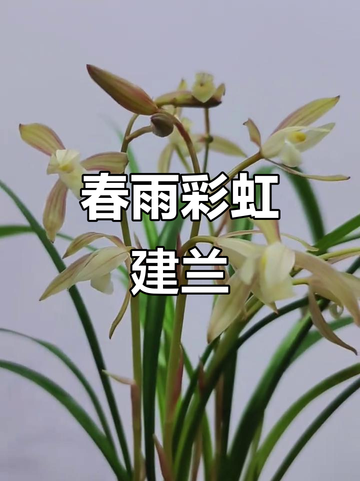 建兰彩素"春雨彩虹":兰花中的美丽奇迹