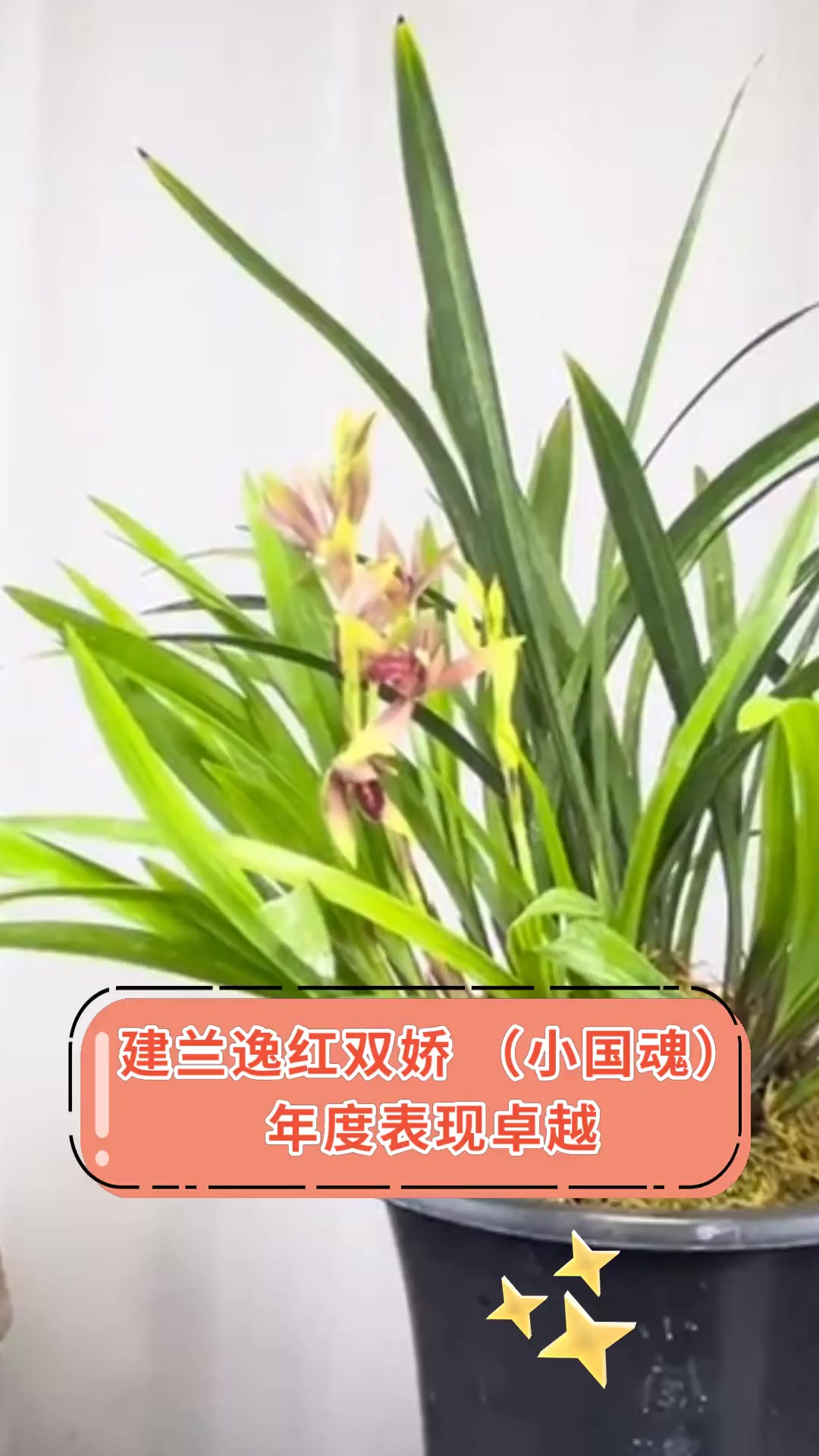 建兰逸红双娇,(小国魂),年度表现卓越