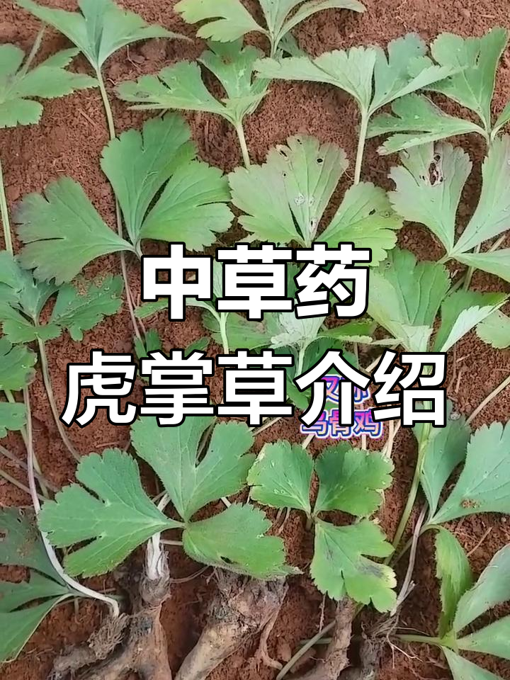 了解虎掌草:土黄茄的夏季采挖与煮水方法
