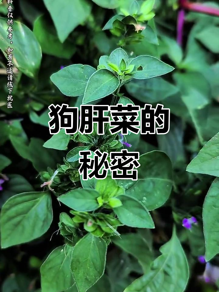 了解狗肝菜:一种神奇的中草药植物