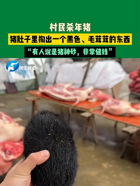 村民杀年猪,猪肚子里掏出一个黑色,毛茸茸的东西,"有人说是猪神砂