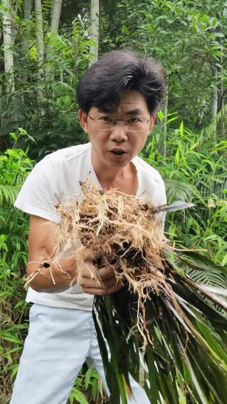 跟大家介绍一种发财草,有多少,厂家收多少!新农人计划