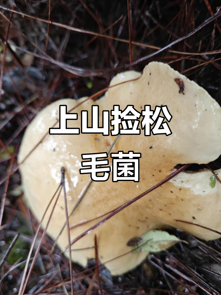 松毛菌大丰收,山上采蘑菇的乐趣多