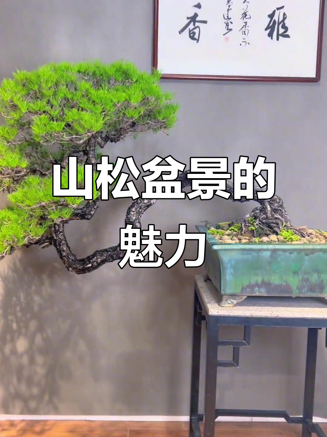 岭南山松盆景,意境深远,古朴典雅