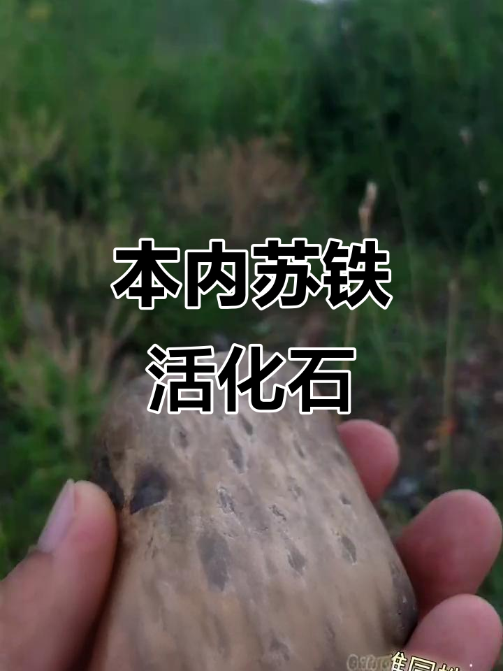 三亿年前本内苏铁化石,稀有花纹石头千万别丢