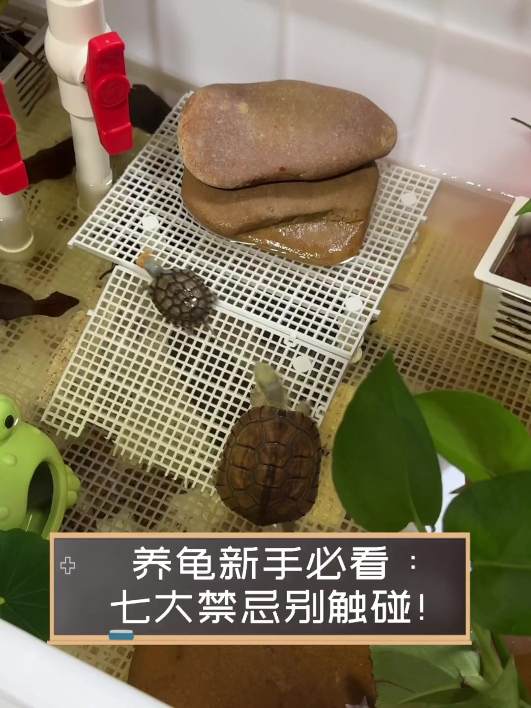 养龟新手必看七大禁忌别触碰