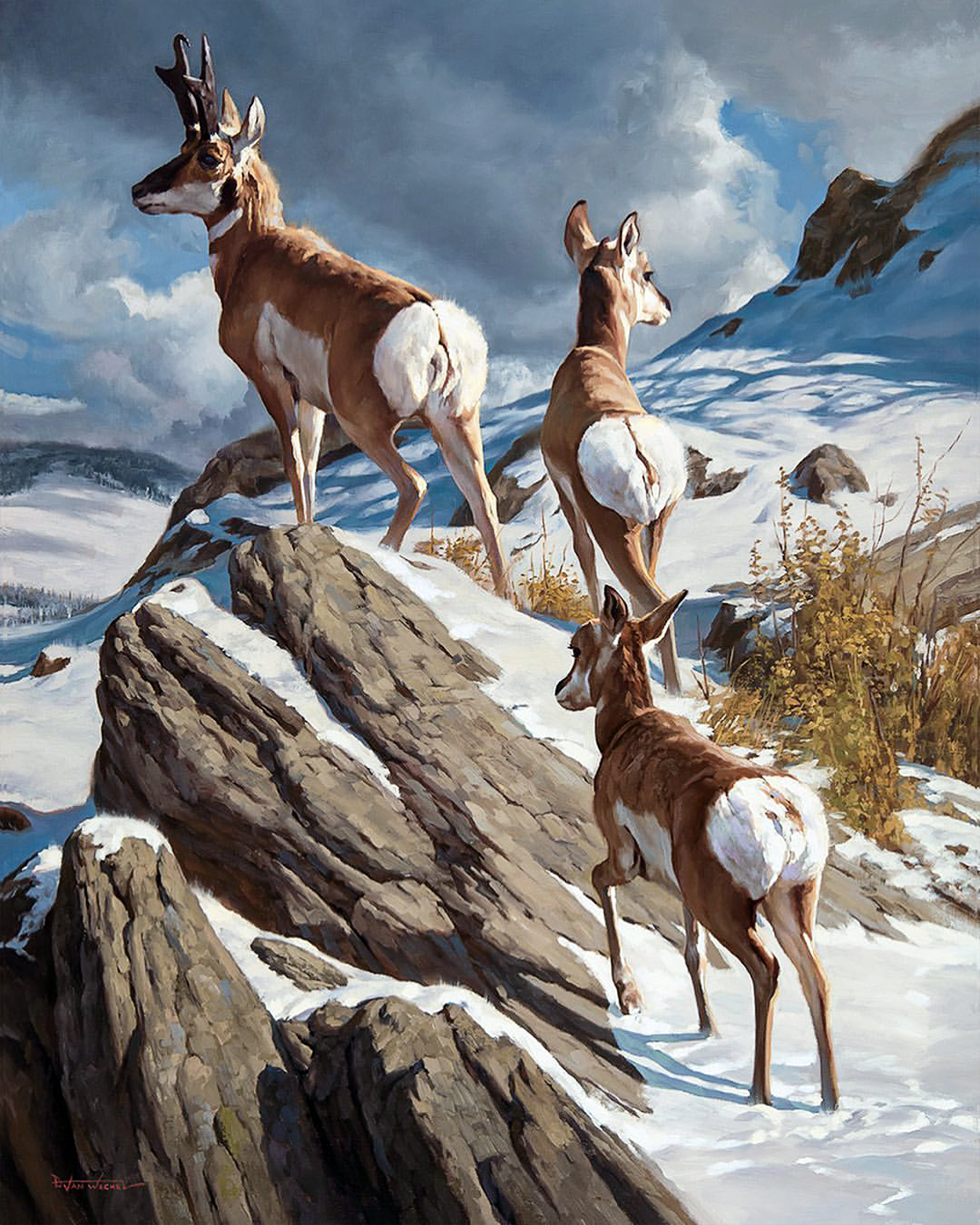 生息——无人浪漫:静观荒野的野生动物画家dustin van wechel