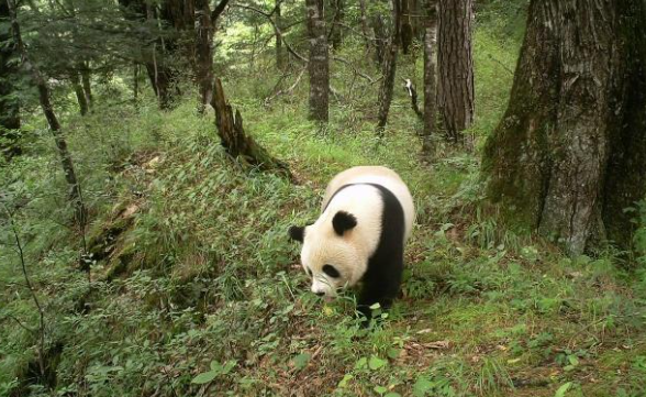 案例:農民捕獵野獸洩憤:它咬死羊沒人管,把它殺了就有人管了