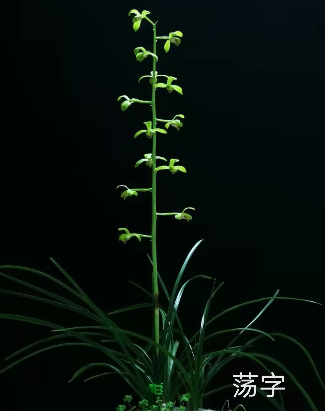 在成千上万的国兰名品中 新手如何选择心仪的蕙兰名品 百科ta说