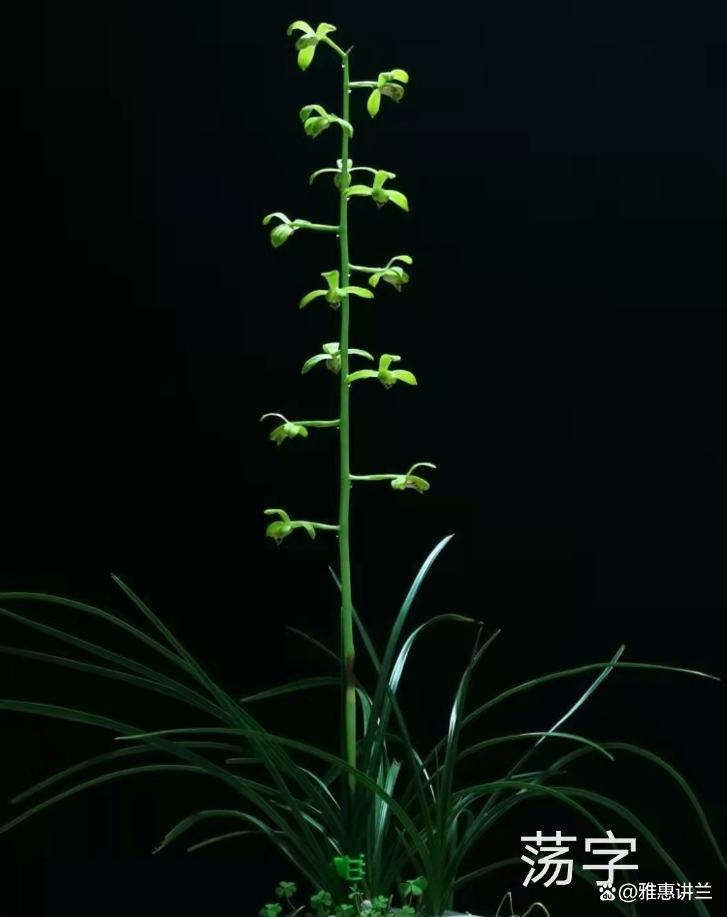 在成千上万的国兰名品中 新手如何选择心仪的蕙兰名品 百科ta说 在成千上万的国兰名品中 新手如何选择心仪的蕙兰名品 百科ta说