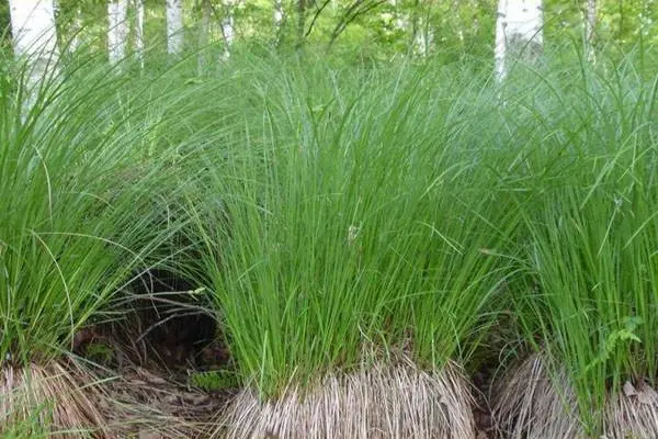 乌拉草种植时该如何选种?有哪些育苗方法?怎么做成活率才会高?