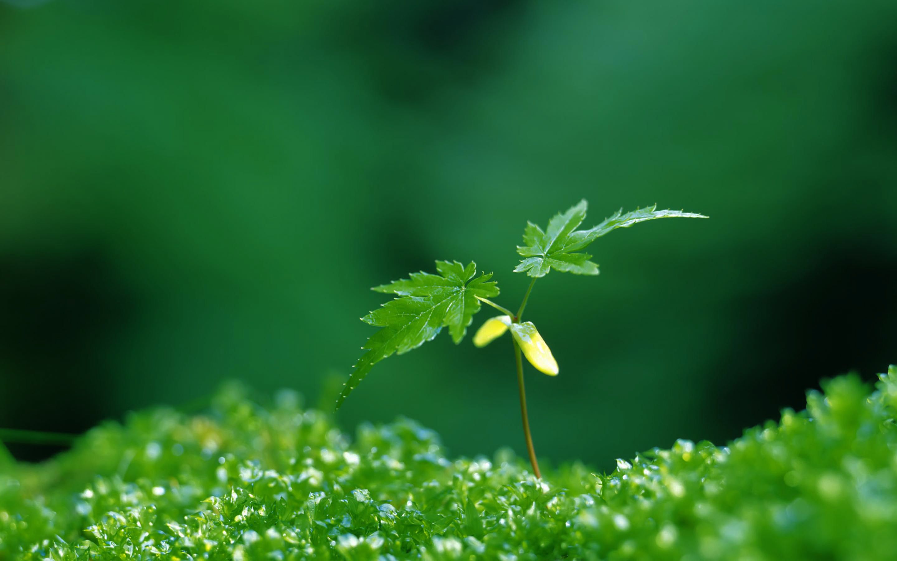 "狼吞虎咽"用英文怎么说?