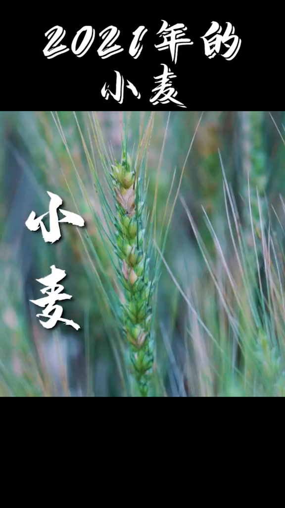 来,好好认识一下小麦长什么样的乡村振兴dou行动小麦麦子新农人计划
