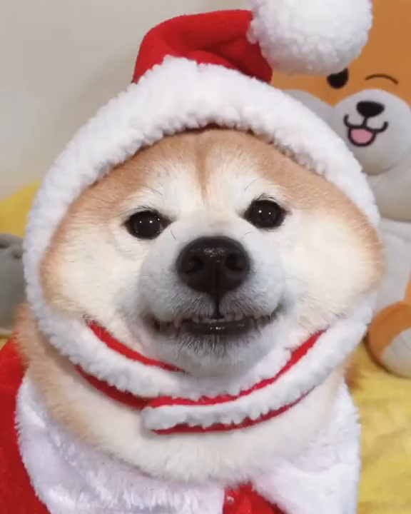 柴犬趣闻哈哈哈哈强颜欢笑等着主人拍好,准备领小肉干