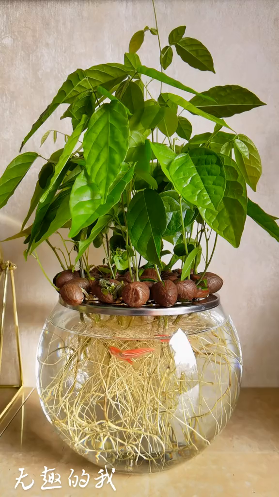 密花豆(鸡血藤)治愈系种子盆栽_166-度小视