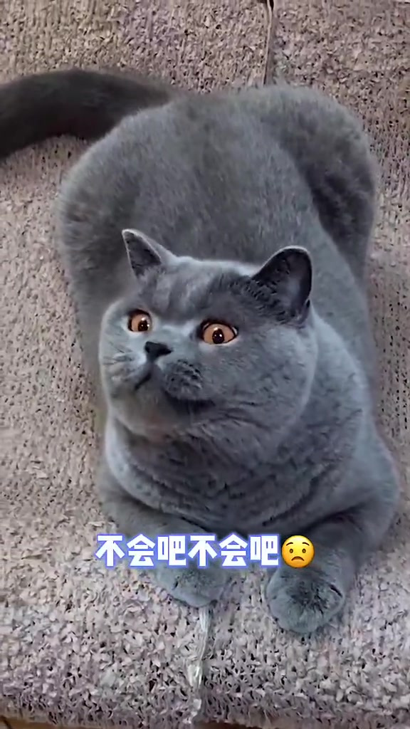 不会吧不会吧这就是猫圈鄙视链