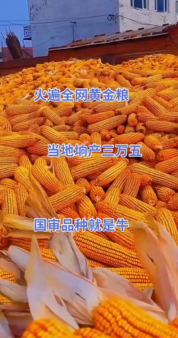 强育513玉米品种简介图片