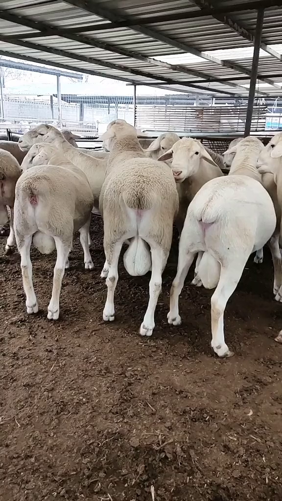 澳洲白绵羊特征图片