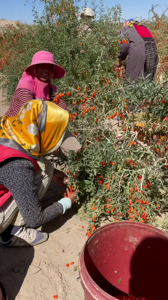 枸杞好的很,在青海摘枸杞不要大哥也可以-度小视