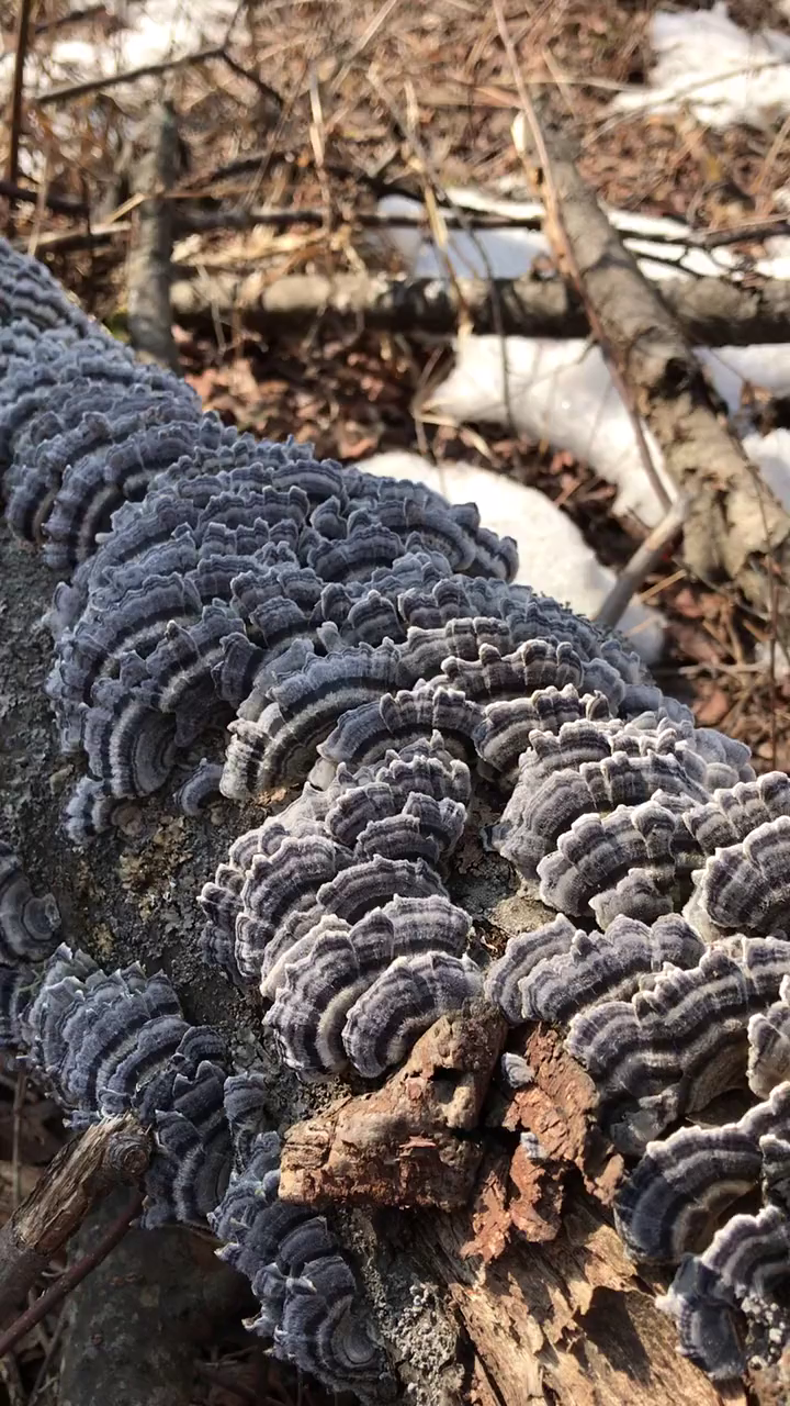 云芝蘑,也叫彩云革盖菌!