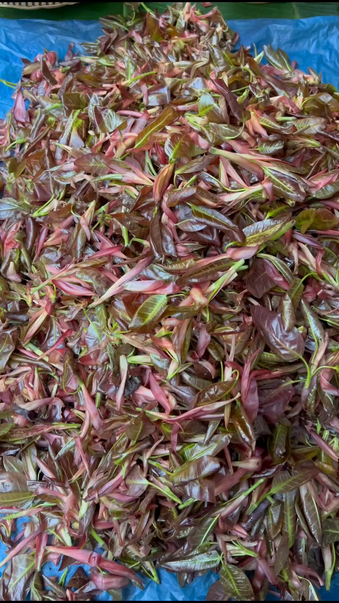 又到了版纳人吃树叶的季节了,我一人能炫一锅酸苞叶!-度小视