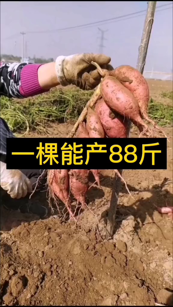 红薯种植竖着栽结的少产量低,平着栽结点多易高产,一颗苗(1)