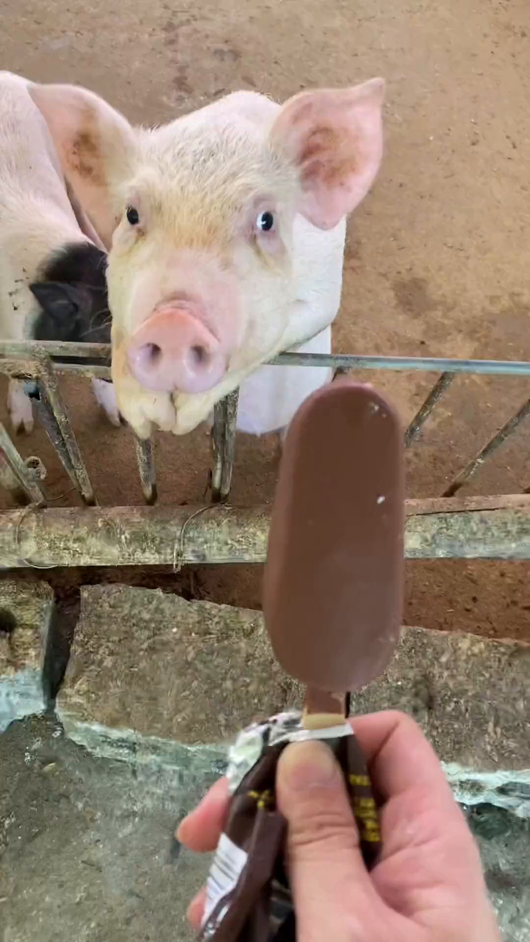 猪也吃雪糕,看样是喜欢