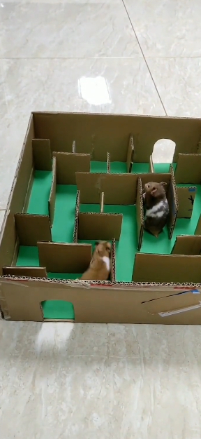 这就是家养和野生的区别,智商这一块确实不一样