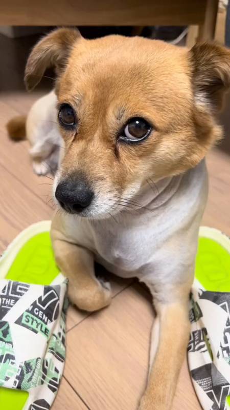 二狗子瞧这小眼神修狗-度小视