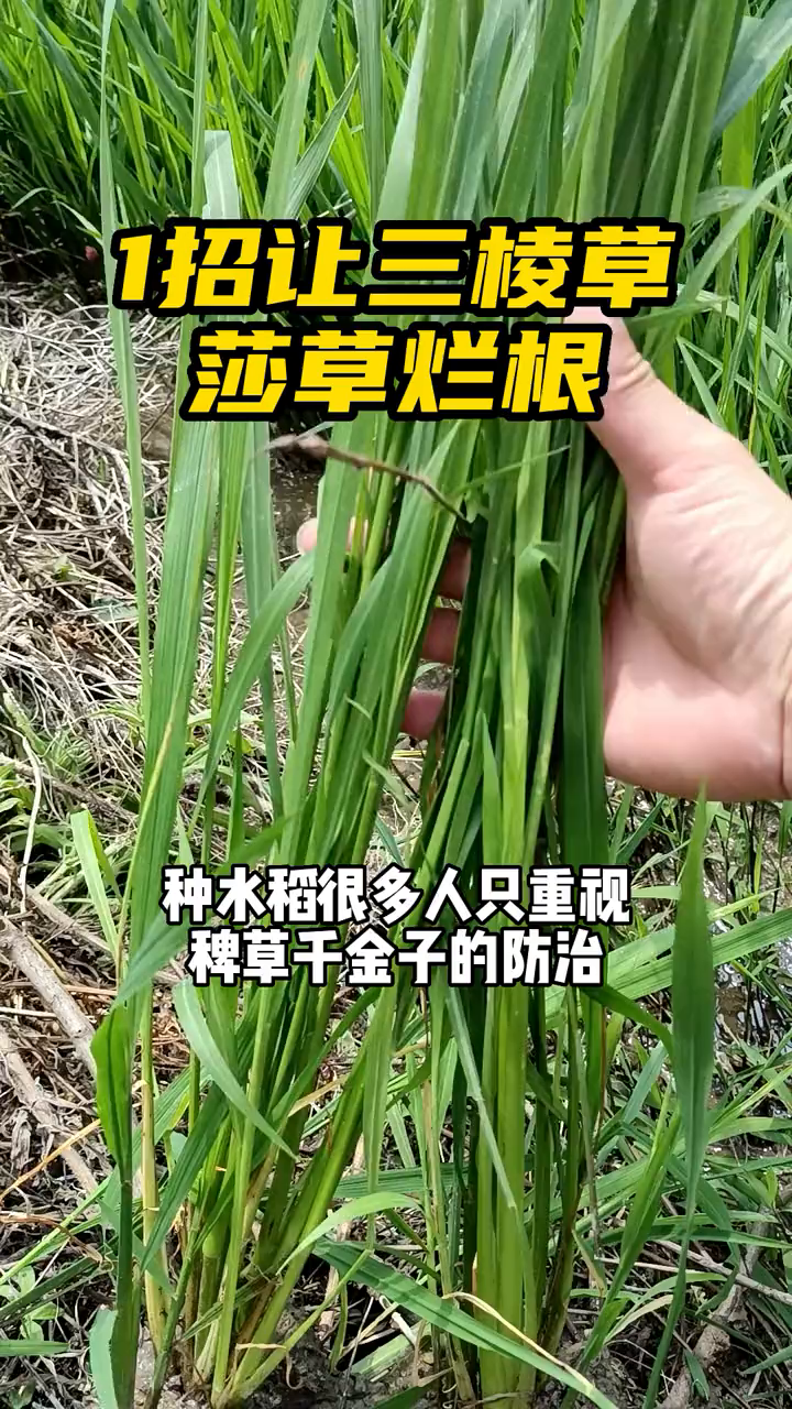 水稻田三棱草防治不好,长成盆栽,抢占水稻水肥空间,影响
