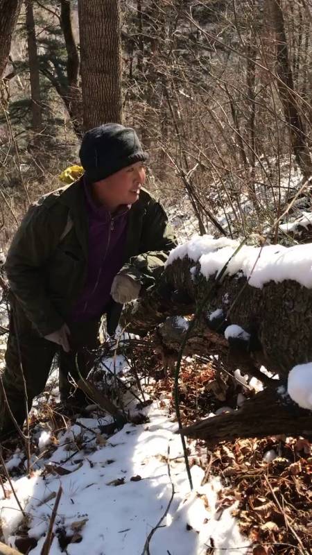 爆马桑黄,桑黄的一种,寄生在爆马树上的菌类
