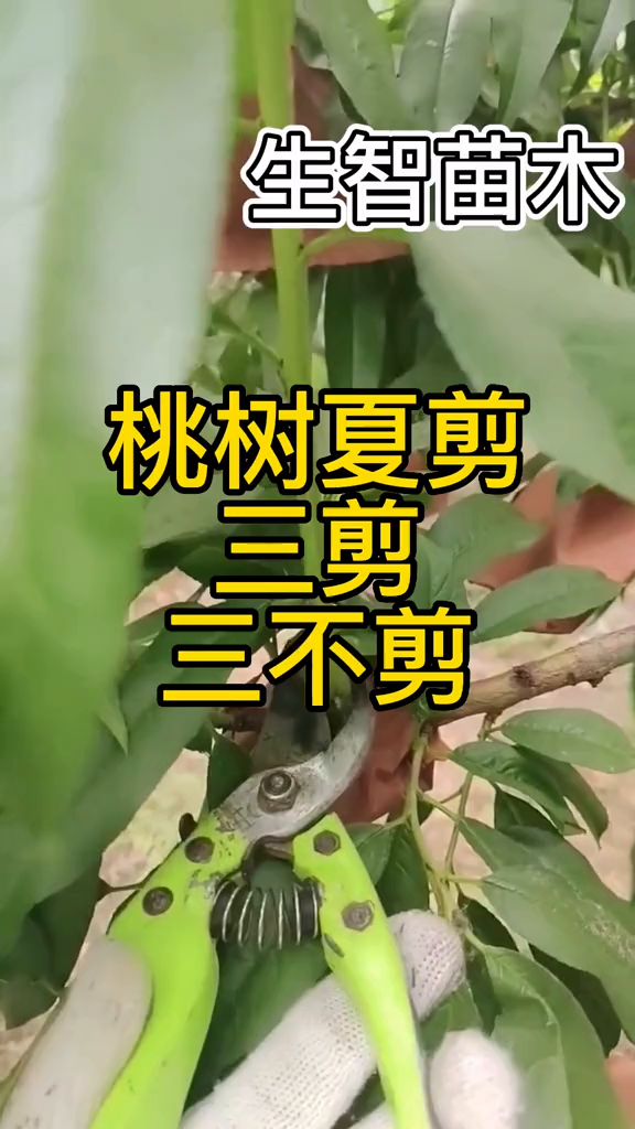 果树管理桃树夏季修剪三剪三不剪您学会了吗?-度小视