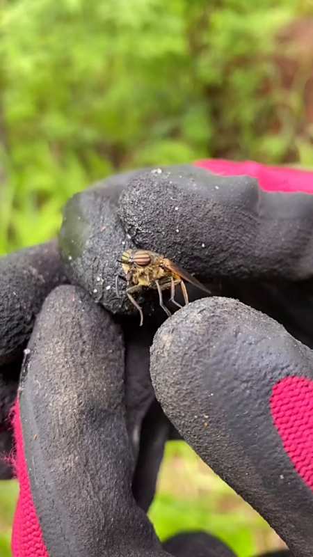 在我们村叫大瞎蒙昆虫大瞎蒙-度小视