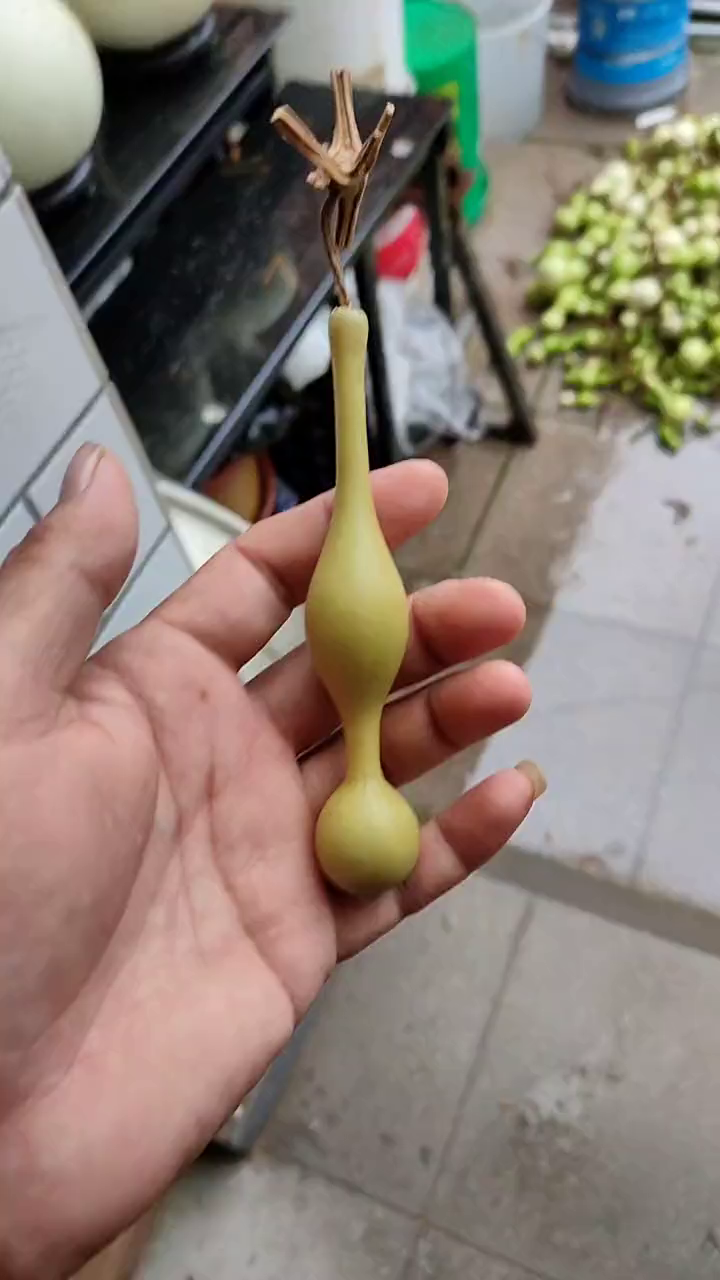 葫芦福禄葫芦种植观音瓶杆子-度小视