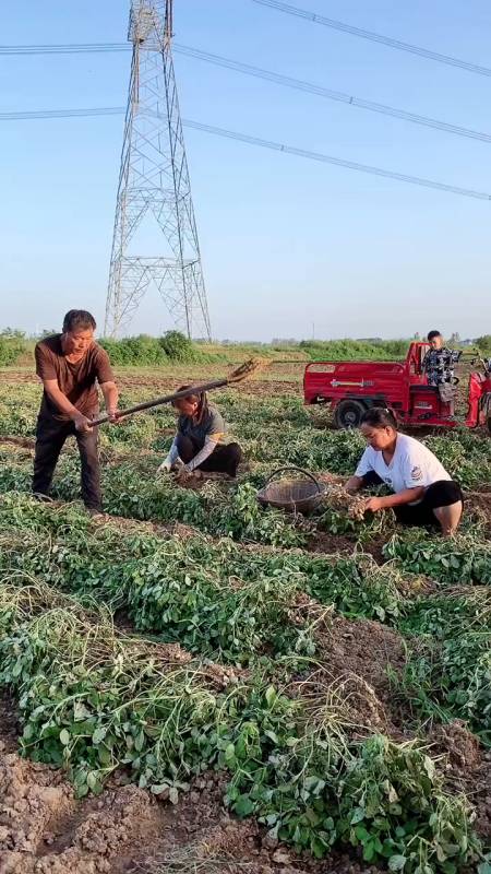 本可以轻松的生活,却因为我们的选择回家种田