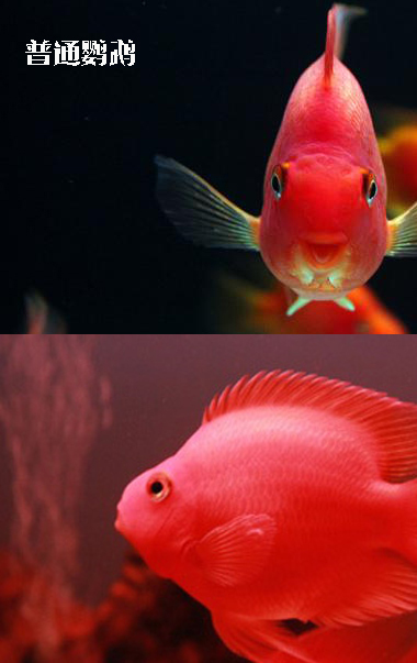 鹦鹉鱼品种大全,教你鉴别鹦鹉鱼