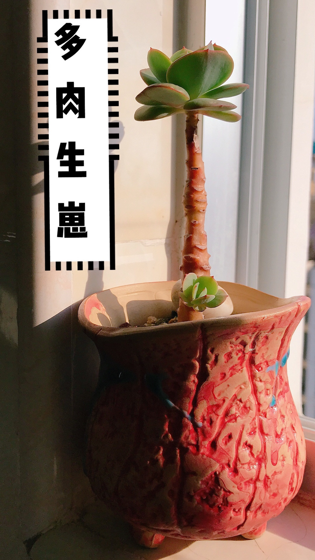 碧桃多肉,又瘦又高,生了两个“小崽”,“丑”出味道来!