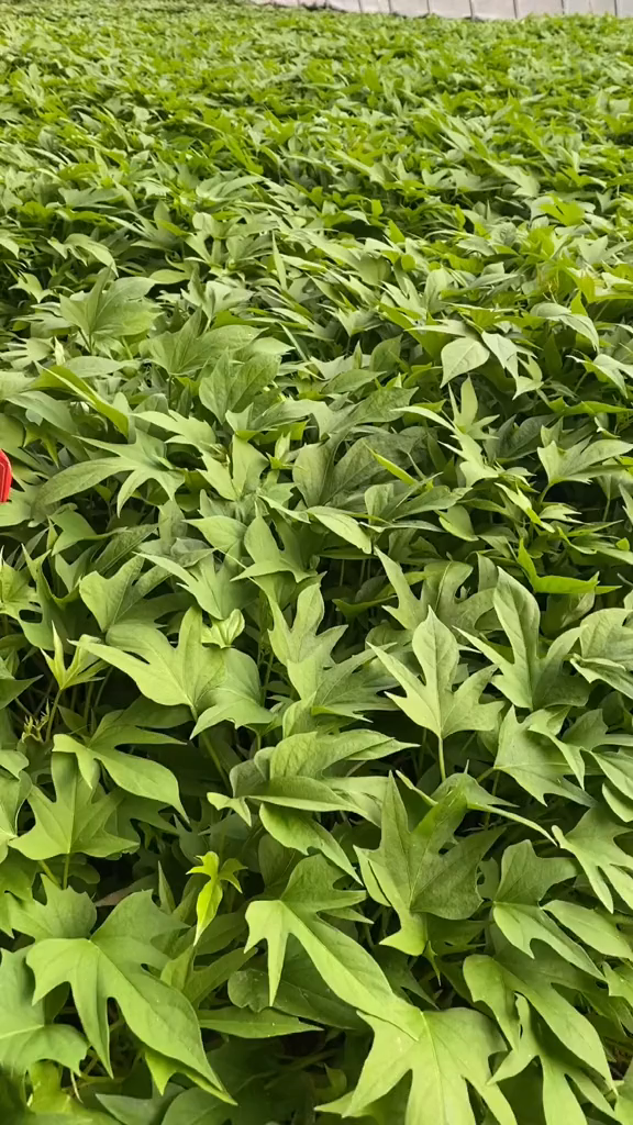 紫薯苗紫薯新品种高端蜜薯紫水晶-度小视