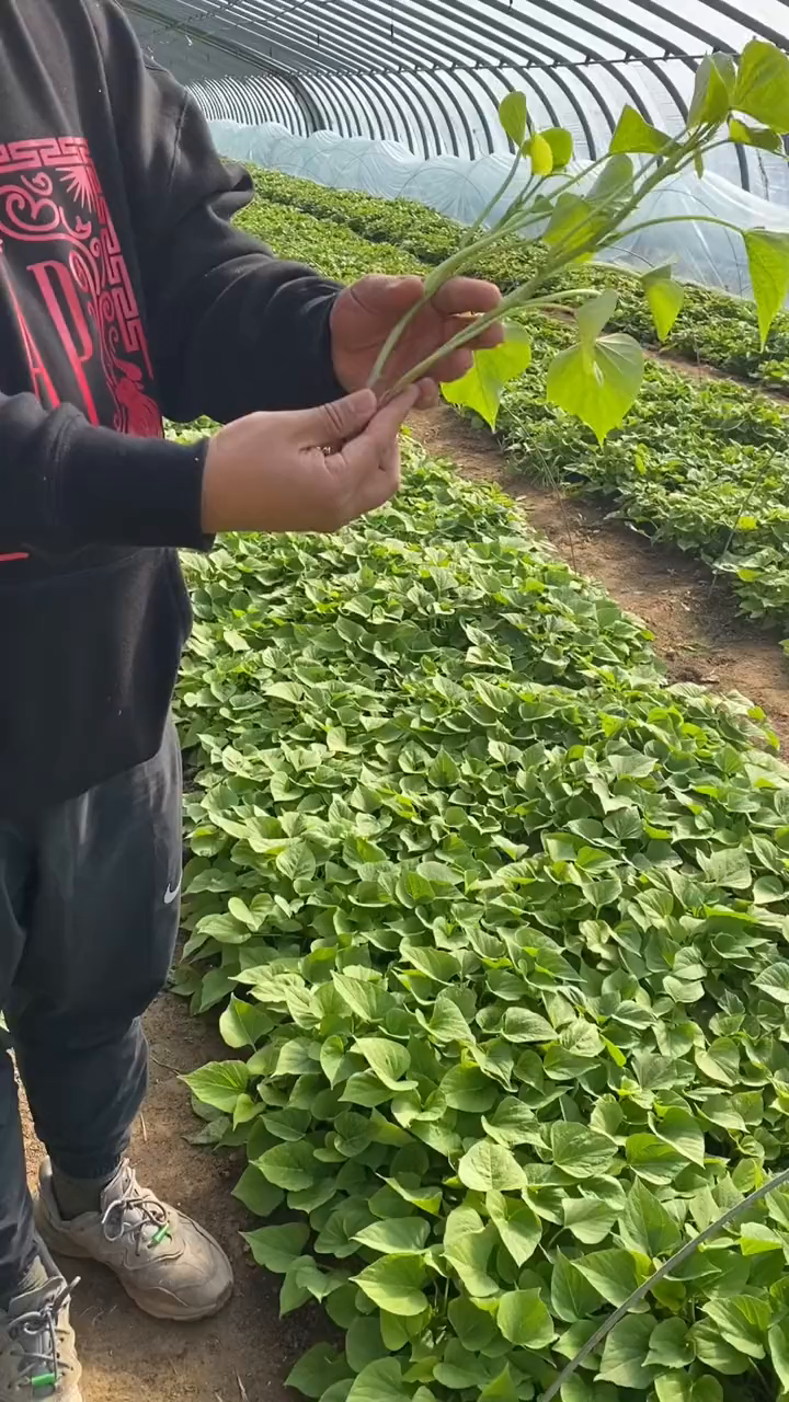 玛莎莉红薯苗高端蜜薯玛莎莉红薯苗一次性筷子般粗细