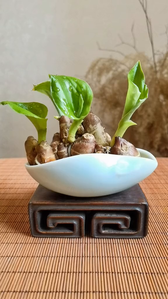 沙姜植株图片