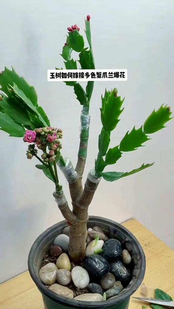 爱生活爱养花嫁接技术嫁接蟹爪兰嫁接