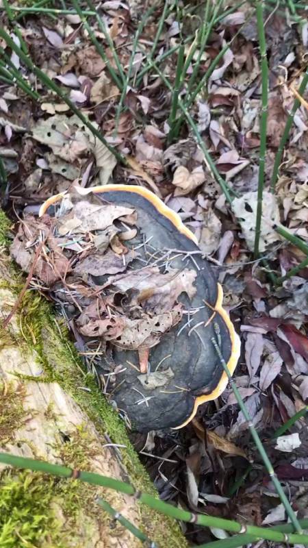 今天留一面,日后好想见,大红缘层孔菌!-度小视