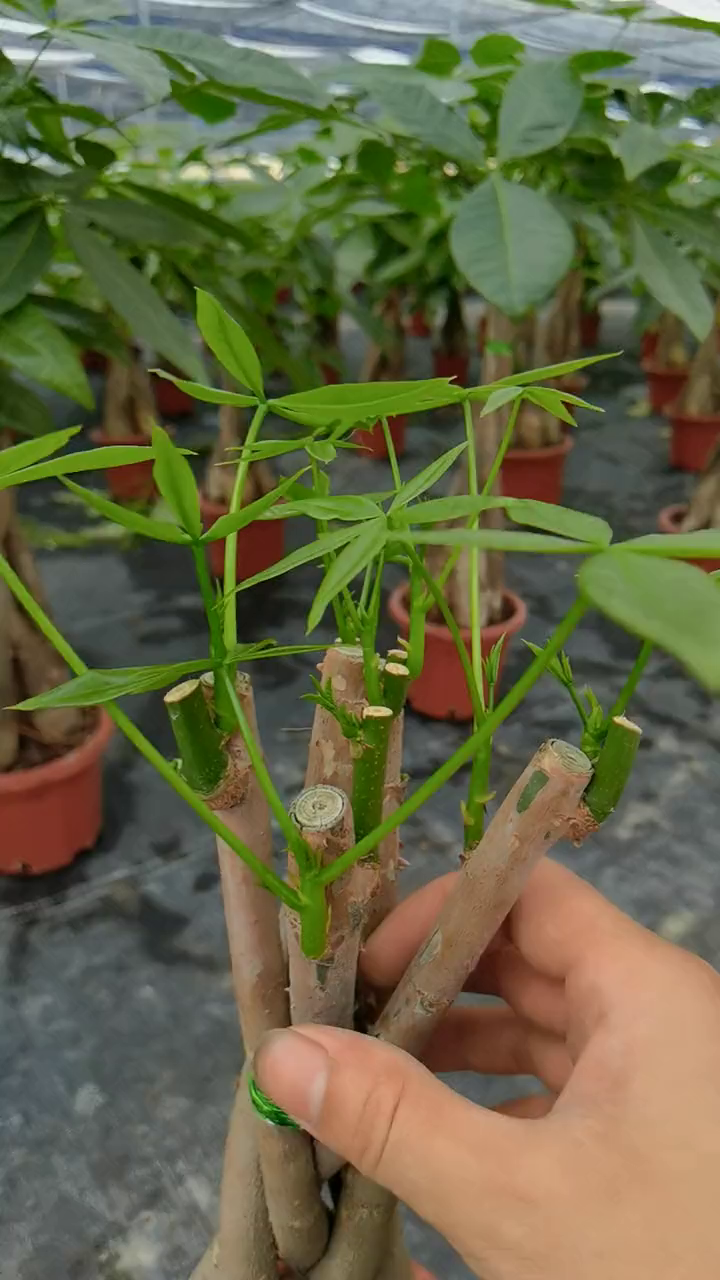 发财树这样修剪侧枝爆满,你学会了吗?