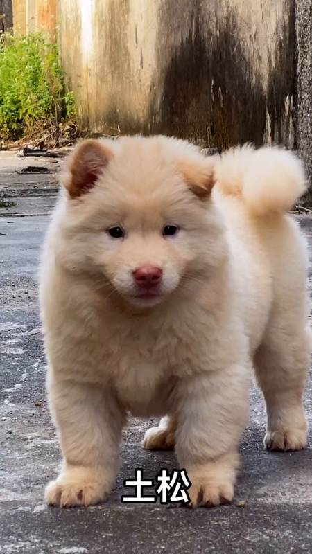 国产土狗(土松)外形酷似小狮子,能霸气也能可爱-度小视