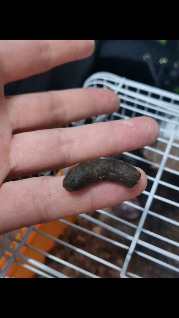 这一颗和手指一样粗的大粑粑-度小视