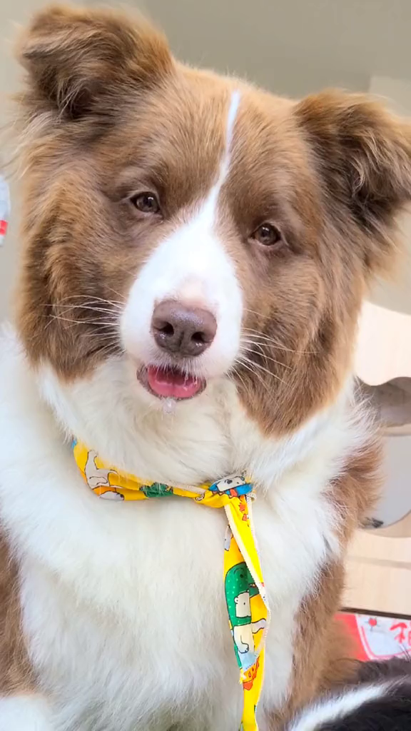 好看还降温,快给小狗狗安排边牧巧克力的一家萌宠好物-度小视