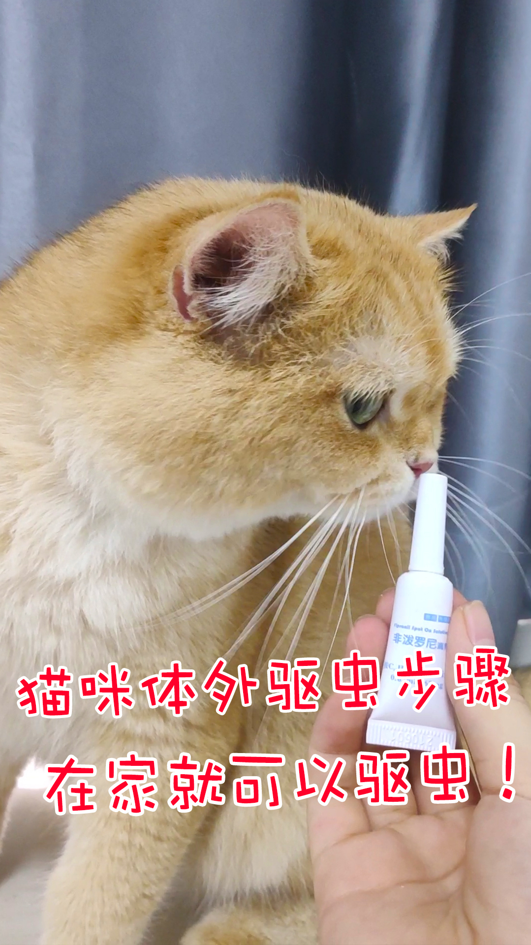 猫咪体外驱虫步骤在家就可以驱虫