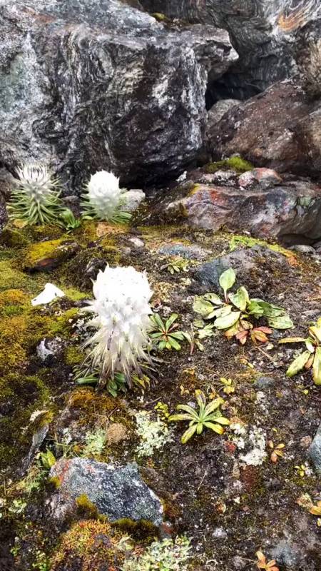 水母雪莲花分享大家,我们一起去发现这个世界更多的美!-度小视