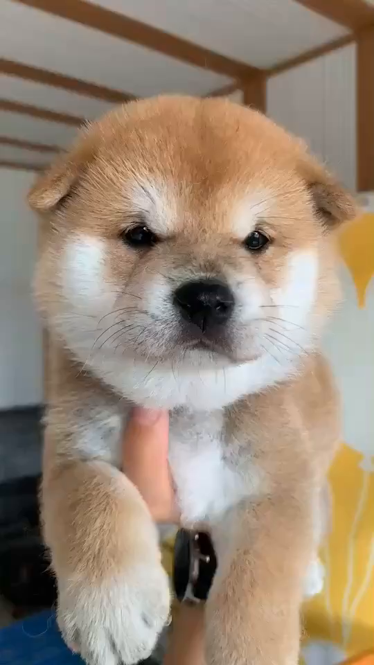 柴犬小奶狗,可可爱爱没有烦恼合肥柴犬柴犬奶狗柴犬日常柴-度小视